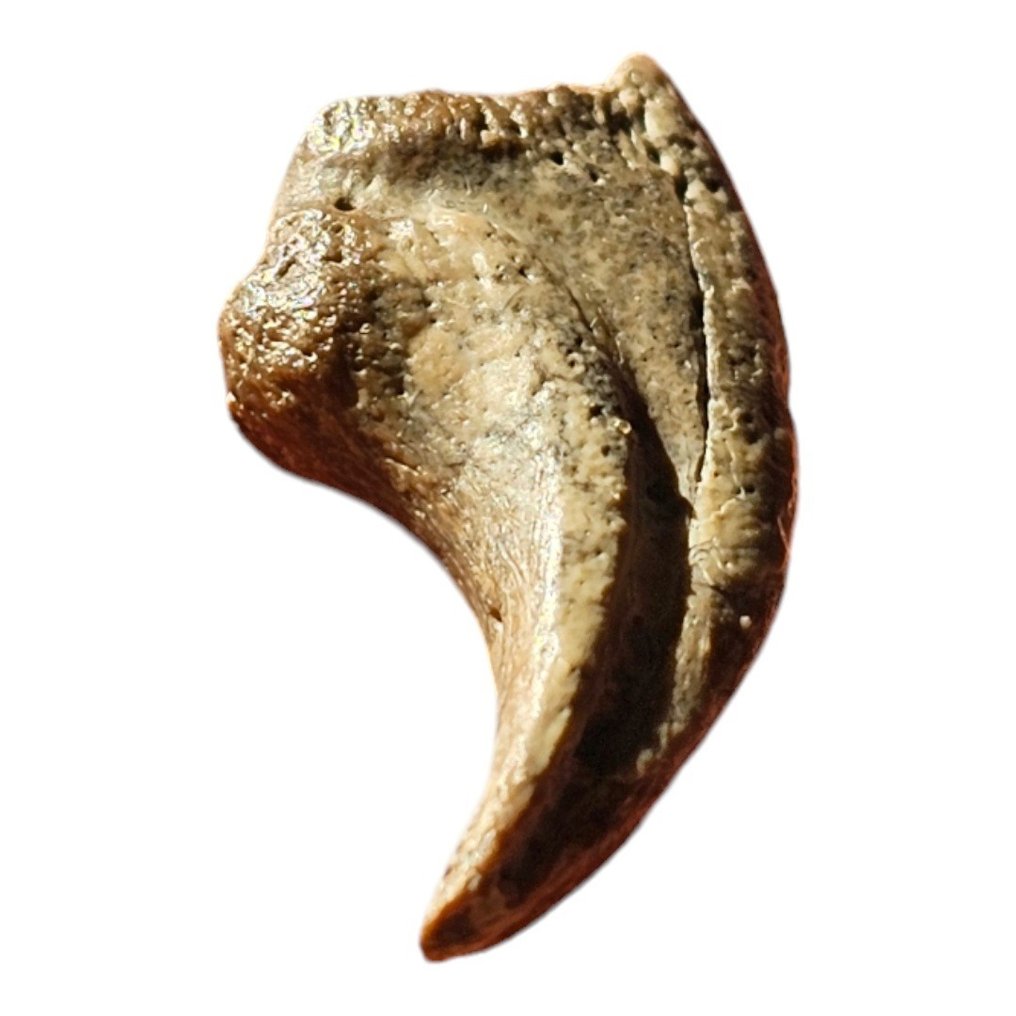 Dinosaurio terópodo, garra de terópodo Garra - Theropode claw, theropod hand claw - 0 cm - 0 cm - 0 cm -  (1) #1.1