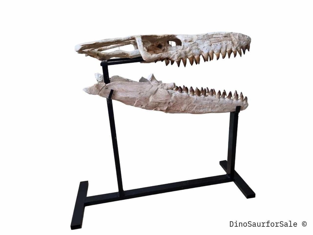 Mosasauro - Cranio fossile - 73 cm #3.1