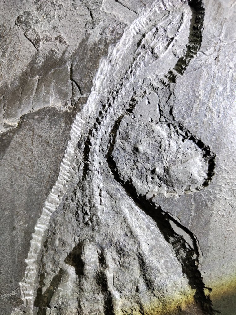Natural without paint-Aquatic reptiles - Fossilised animal - Keichousaurus - 35 cm - 22 cm #2.1