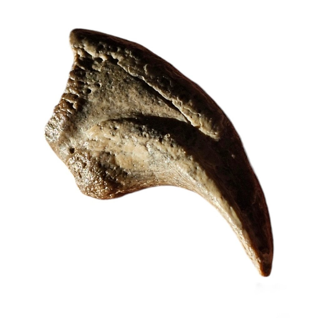 兽脚类恐龙，兽脚类爪 爪 - Theropode claw, theropod hand claw - 0 cm - 0 cm - 0 cm -  (1) #1.2