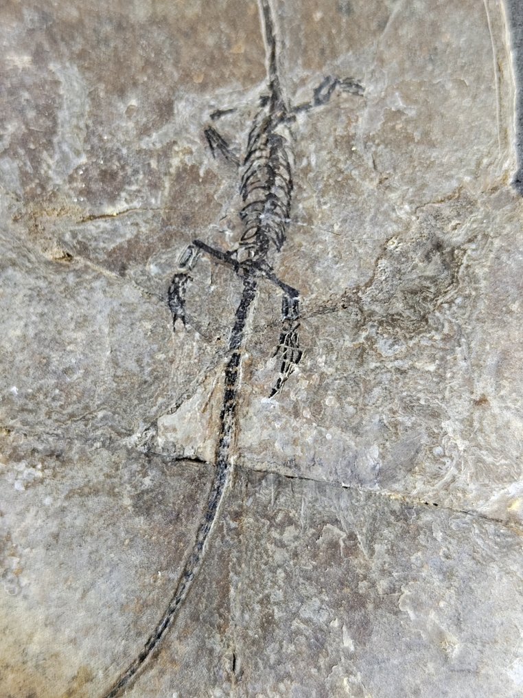 Rettili acquatici - Animale fossilizzato - Hyphalosaurus Cub - 16 cm #2.1