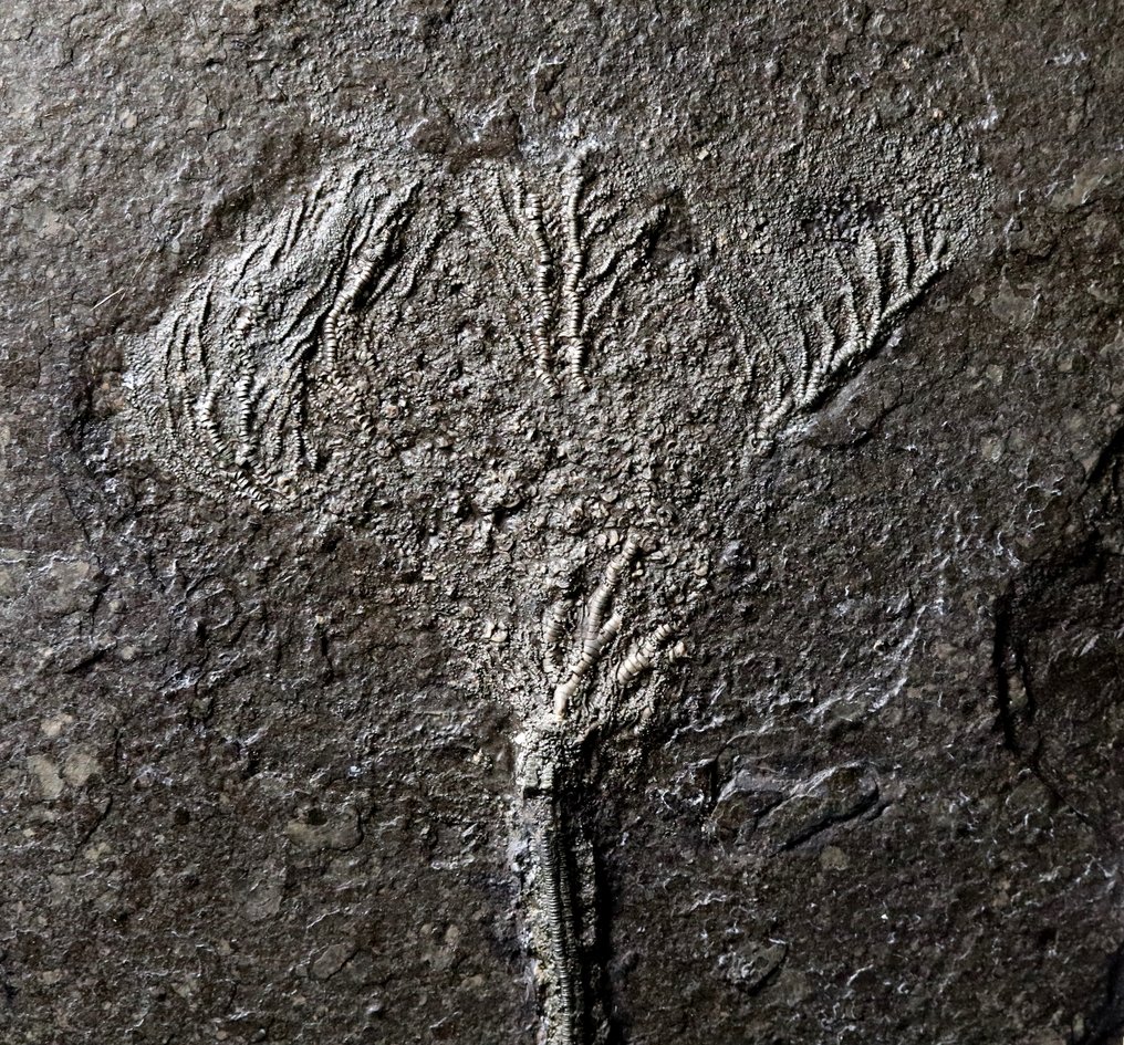 Lindo crinóide com haste longa - Animal fossilizado - Seirocrinus subangularis - 40 cm - 28 cm #2.2
