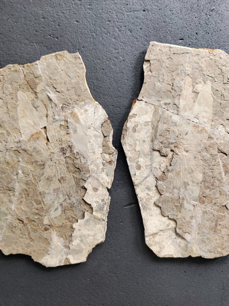 Libel - Gefossiliseerd dier - Exquisite and rare dragonfly fossil - Pair matrix - 27 cm #1.1