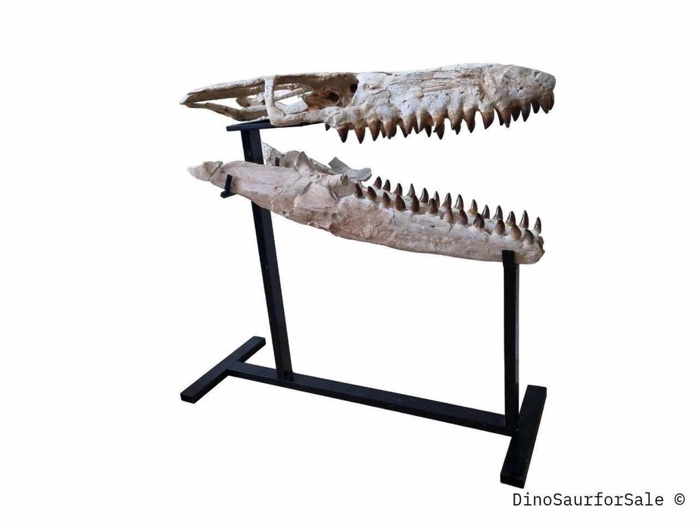 Mosasauro - Cranio fossile - 73 cm #2.2