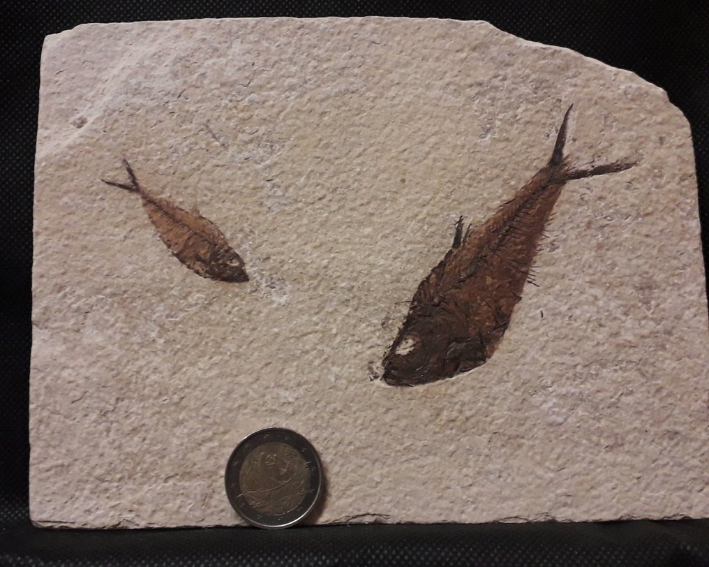 mortality plate化石 - Diplomystus Dentatus - 18 cm - 14 cm #3.1