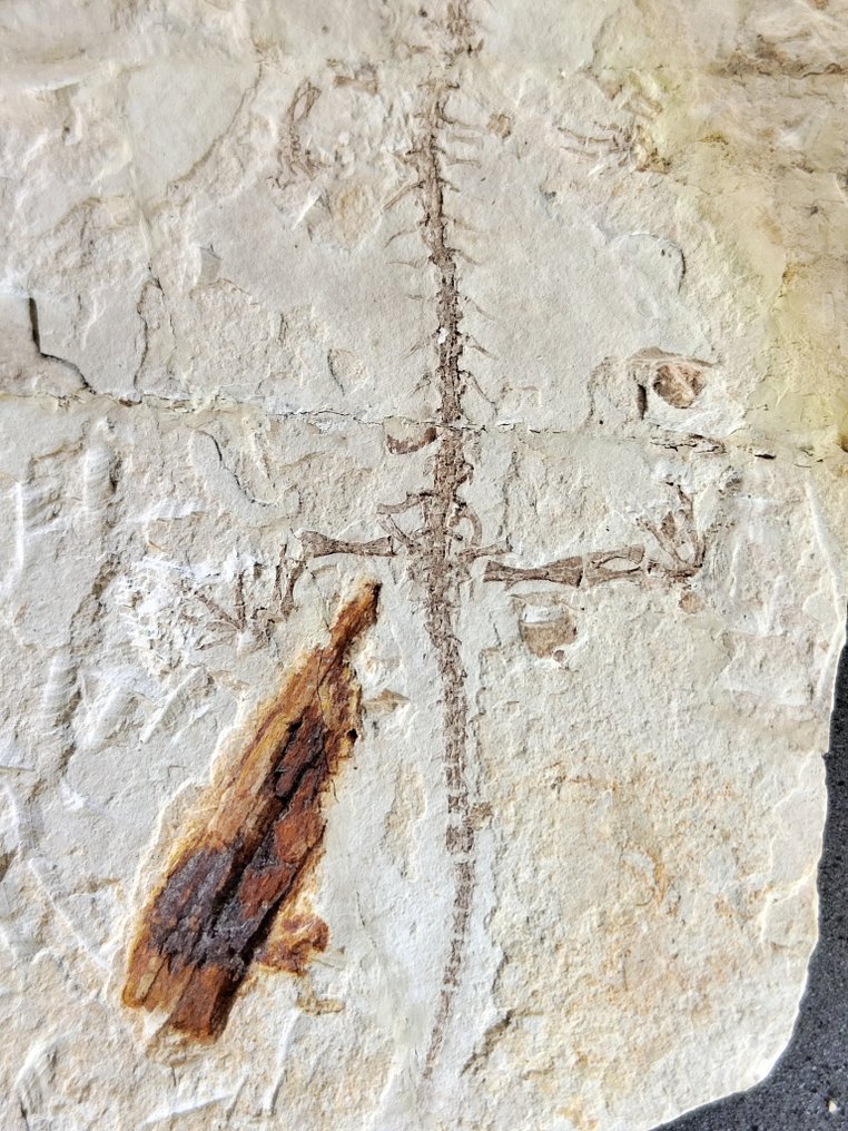 爬行动物化石 - 动物化石 - Salamander - with fossilized wood - 16 cm #2.1