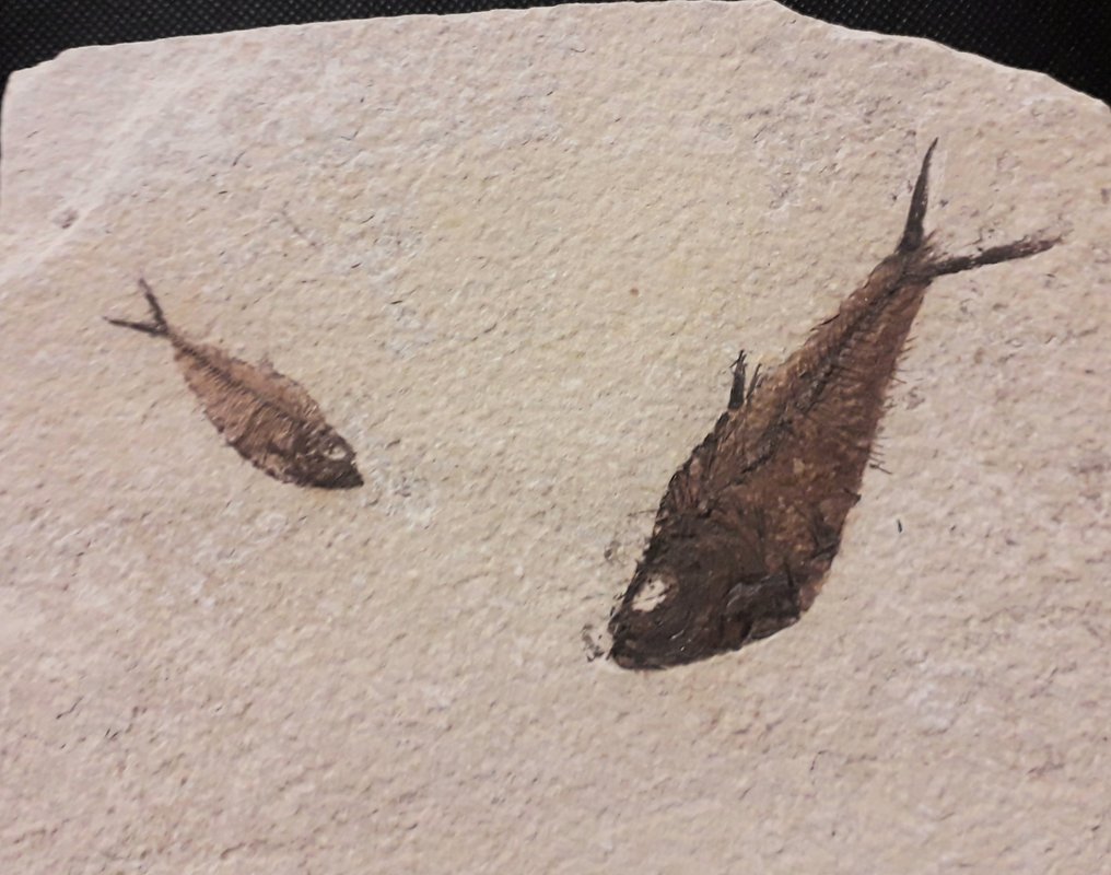 Matryca ze szczątkami (mortality plate) - Diplomystus Dentatus - 18 cm - 14 cm #2.2