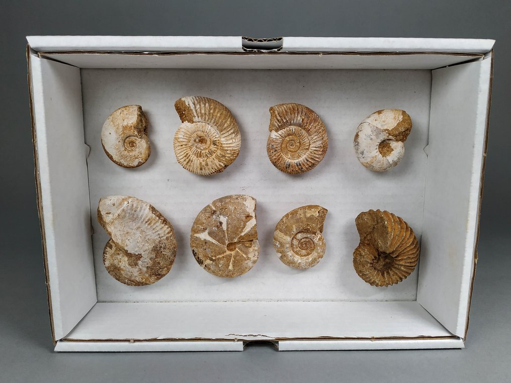 Fantastisk ammonitlåda - Fossiliserat skal - various rare species! - 30 cm - 21 cm #2.2