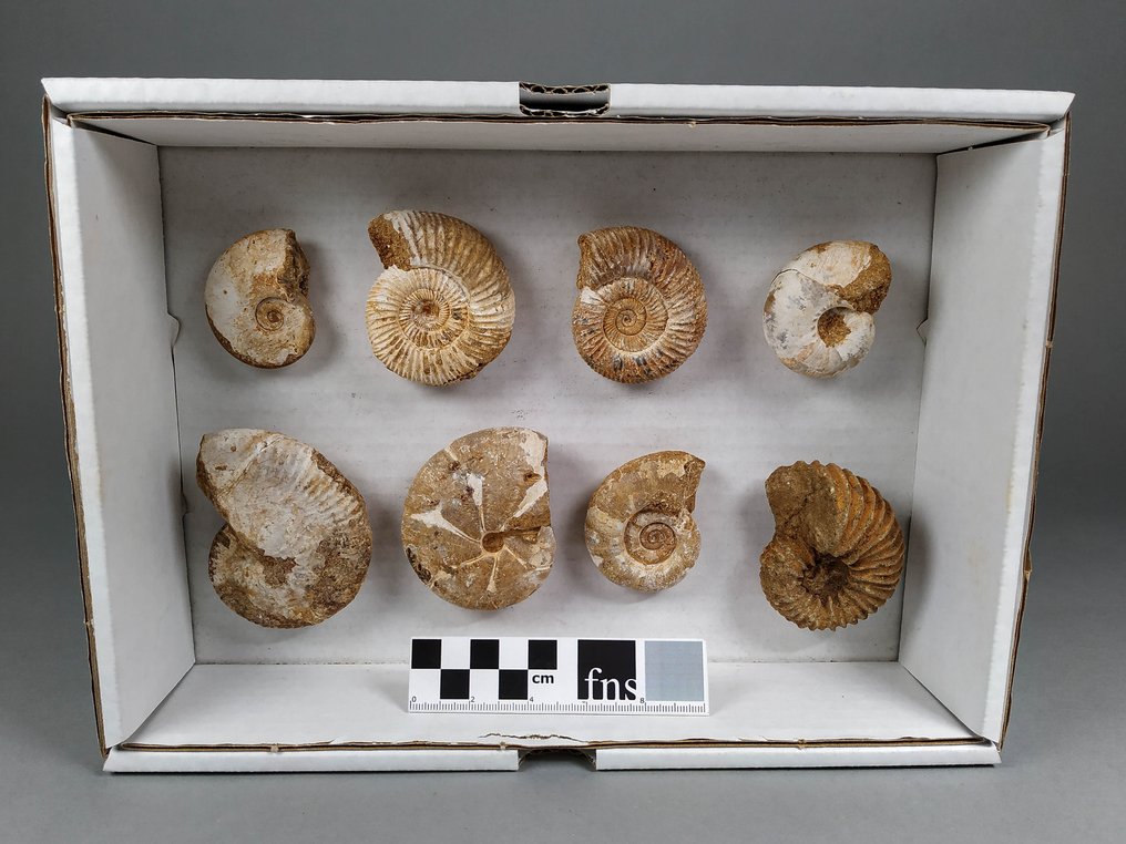 Fantastisk ammonitlåda - Fossiliserat skal - various rare species! - 30 cm - 21 cm #2.1