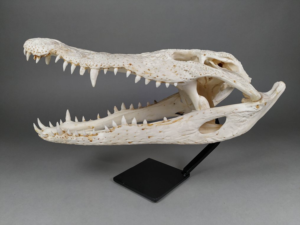 Crocodilo siamês Crânio - Crocodylus siamensis (with farm tag) - 17.5 cm - 16 cm - 38 cm- CITES Apêndice I - Fonte D #2.2