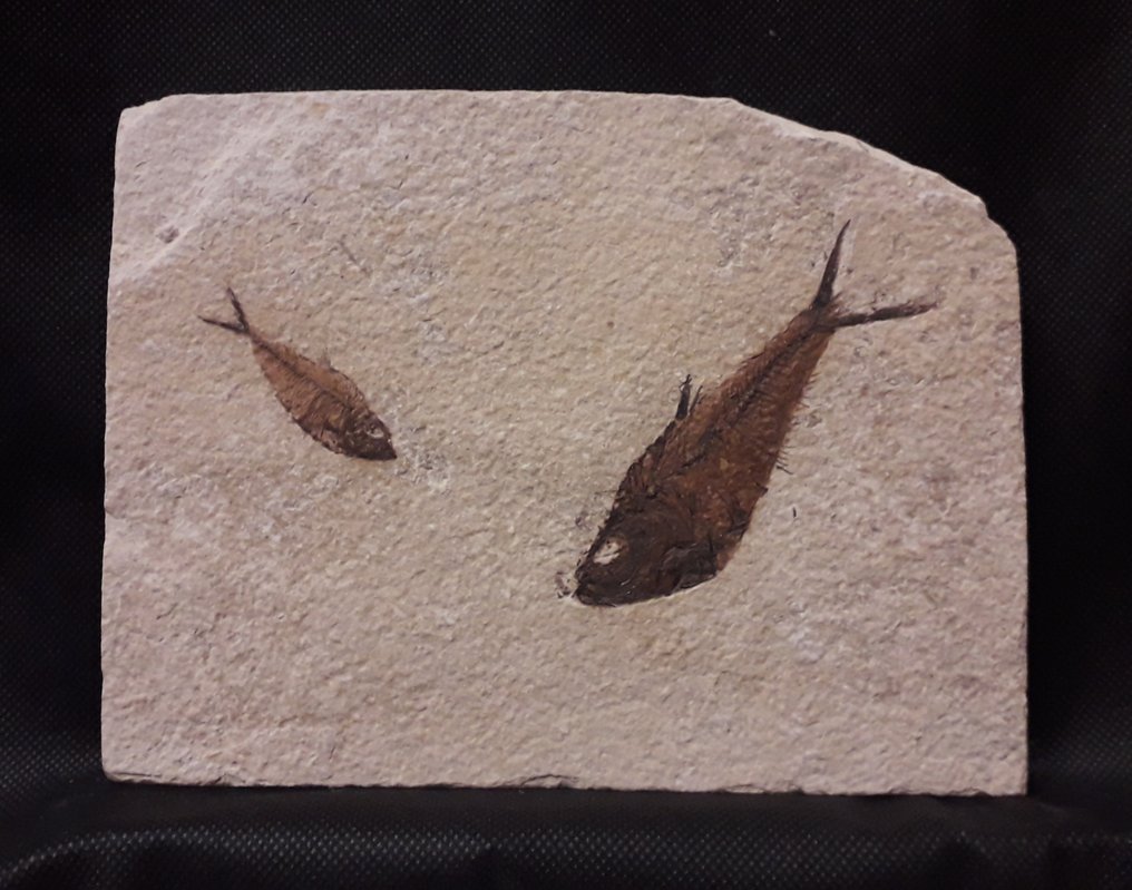 mortality plate化石 - Diplomystus Dentatus - 18 cm - 14 cm #2.1