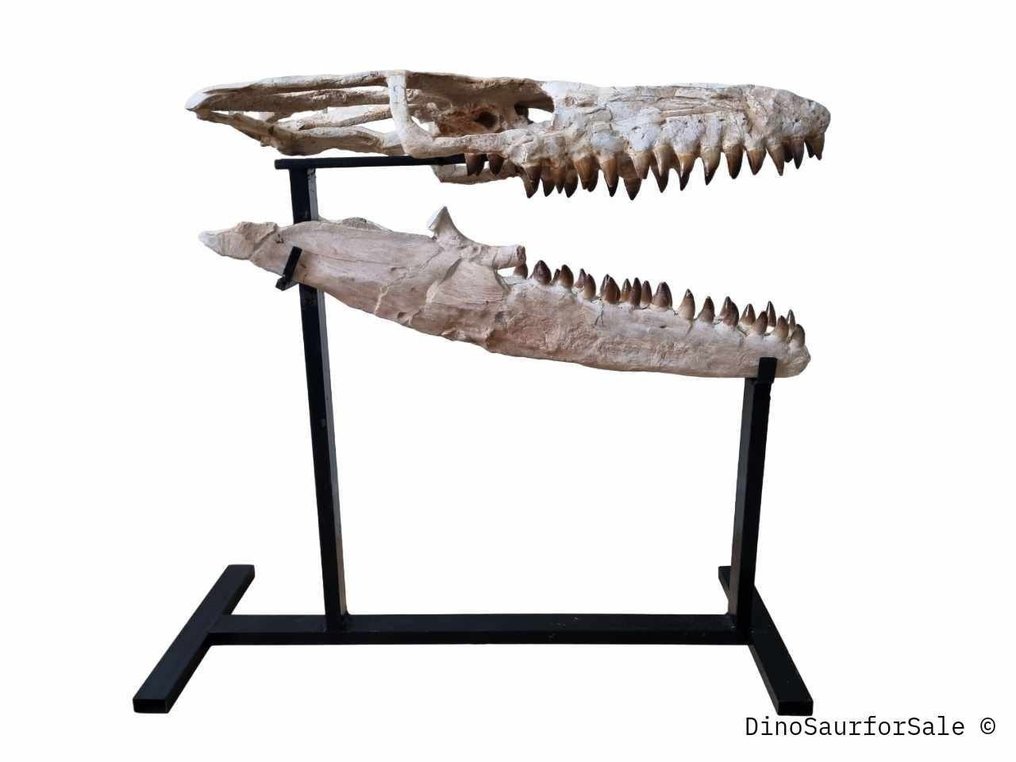 Mosasauro - Cranio fossile - 73 cm #2.1