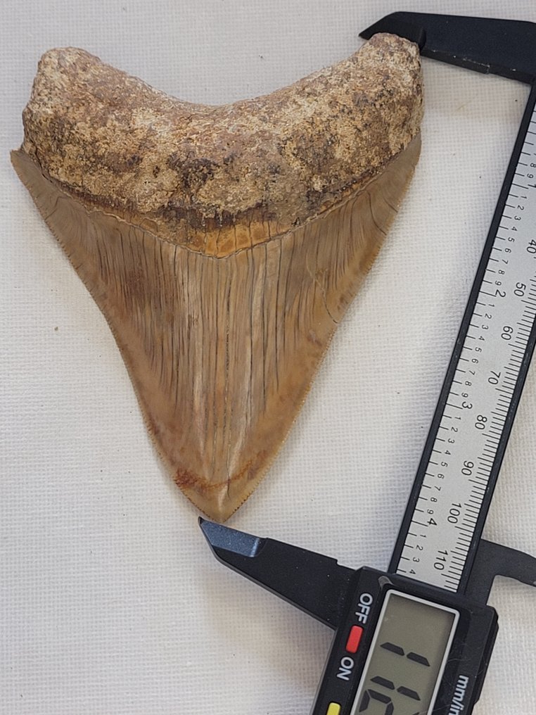 Megalodon - Fossil tooth - 11.2 cm - 8.8 cm #2.1