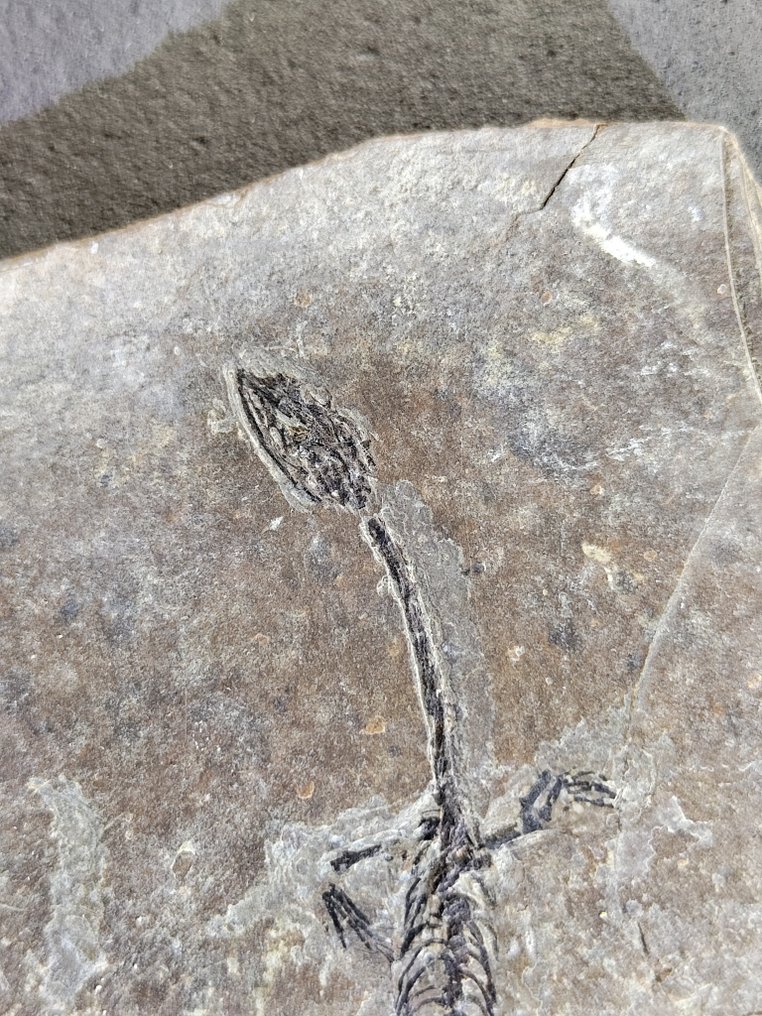 Gady wodne - Skamieniałe zwierzę - Hyphalosaurus Cub - 16 cm #1.2