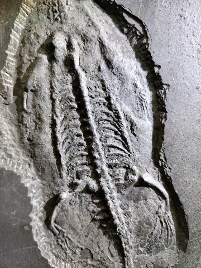 Naturale senza vernice-Rettili acquatici - Animale fossilizzato - Keichousaurus - 35 cm - 22 cm #1.2