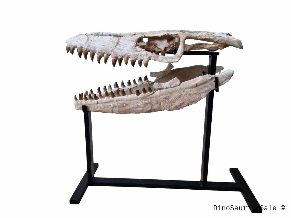 Mosasauro - Cranio fossile - 73 cm #1.1