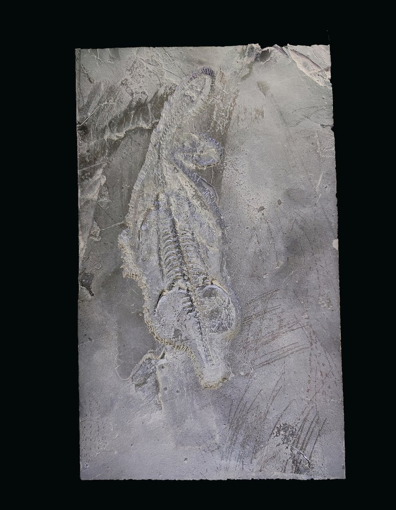 Natural without paint-Aquatic reptiles - Fossilised animal - Keichousaurus - 35 cm - 22 cm #1.1