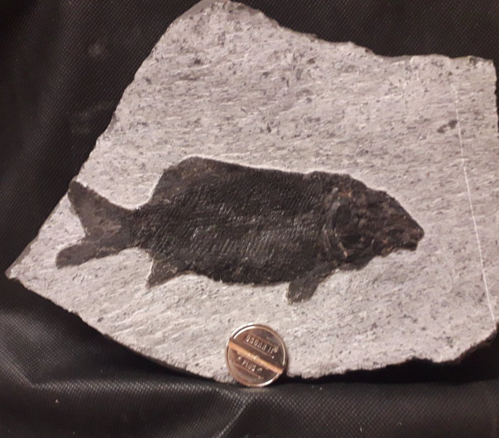 Fossiilinen kuolleisuuslevy - Paralepidotus Ornatus - 22 cm - 15 cm #3.2
