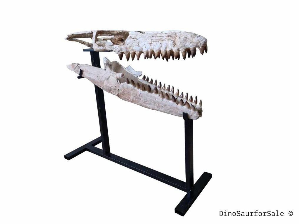 Mosasauro - Cranio fossile - 73 cm #3.2