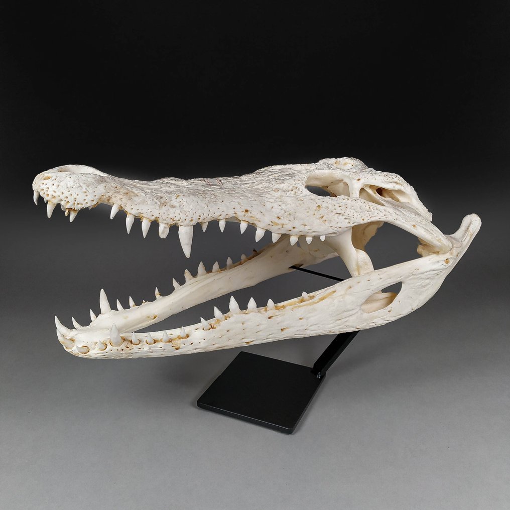 Siamesisches Krokodil Schädel - Crocodylus siamensis (with farm tag) - 17.5 cm - 16 cm - 38 cm- CITES Anhang I - Quelle D #1.1