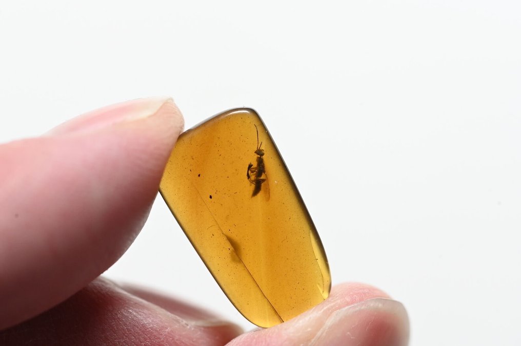 Lotto di 10 pezzi di ambra birmana, tutti con inclusioni di insetti fossili di vespa - Ambra - Hymenoptera  (Senza Prezzo di Riserva) #3.1