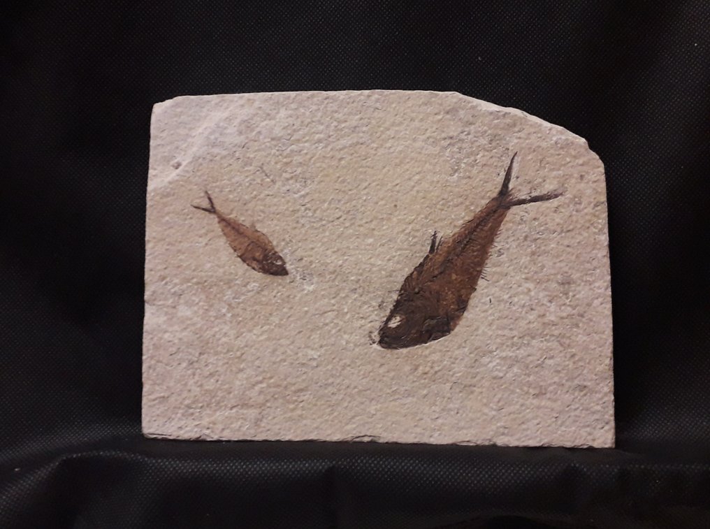 mortality plate化石 - Diplomystus Dentatus - 18 cm - 14 cm #1.1