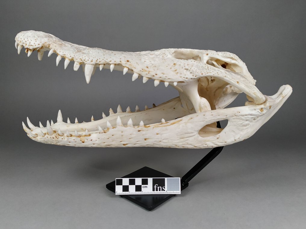 Siamesisches Krokodil Schädel - Crocodylus siamensis (with farm tag) - 17.5 cm - 16 cm - 38 cm- CITES Anhang I - Quelle D #2.1