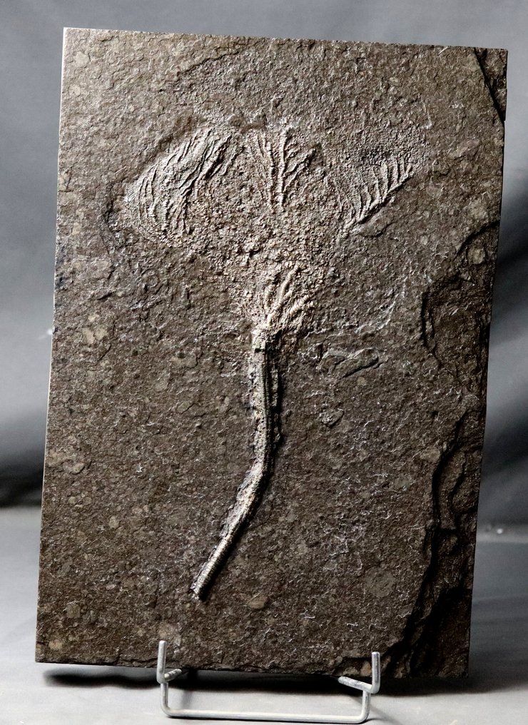 Hermoso crinoideo con tallo largo. - Animal fosilizado - Seirocrinus subangularis - 40 cm - 28 cm #2.1