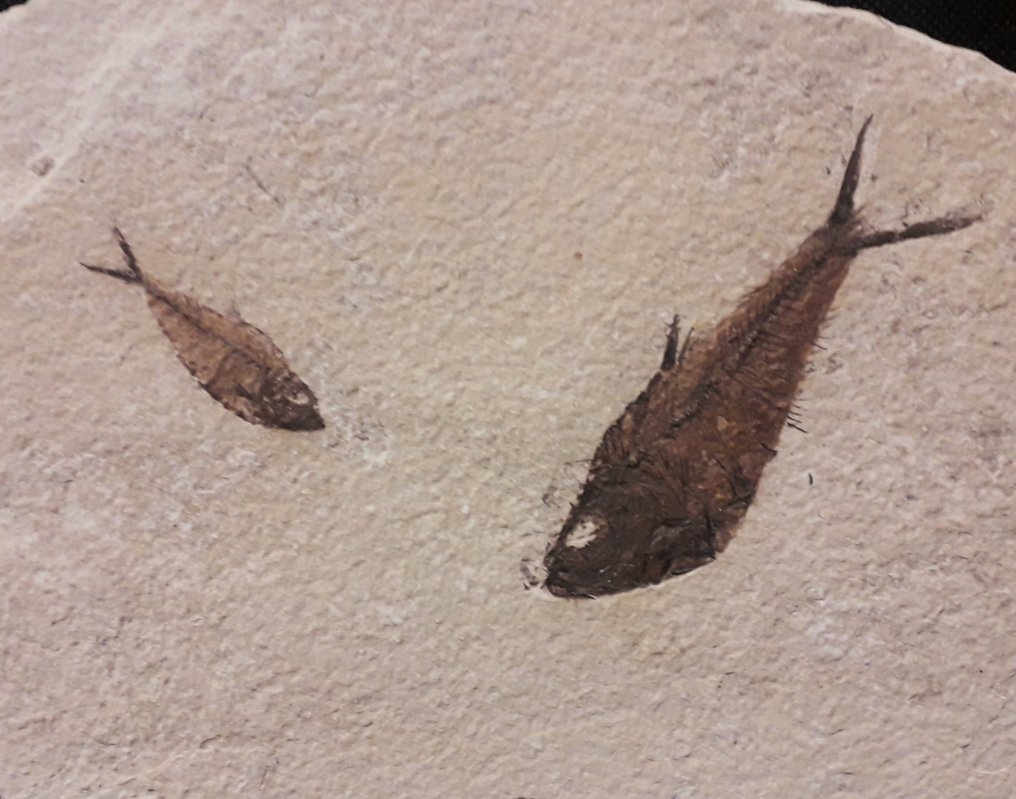 mortality plate化石 - Diplomystus Dentatus - 18 cm - 14 cm #3.2
