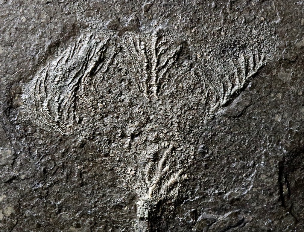 Lindo crinóide com haste longa - Animal fossilizado - Seirocrinus subangularis - 40 cm - 28 cm #2.3