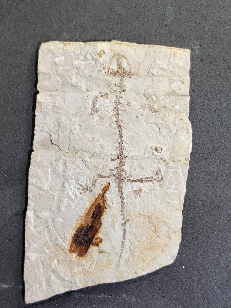 爬行动物化石 - 动物化石 - Salamander - with fossilized wood - 16 cm #1.1