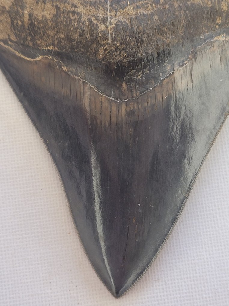Megalodon - Fossil tand - 10.7 cm - 8.4 cm #2.1