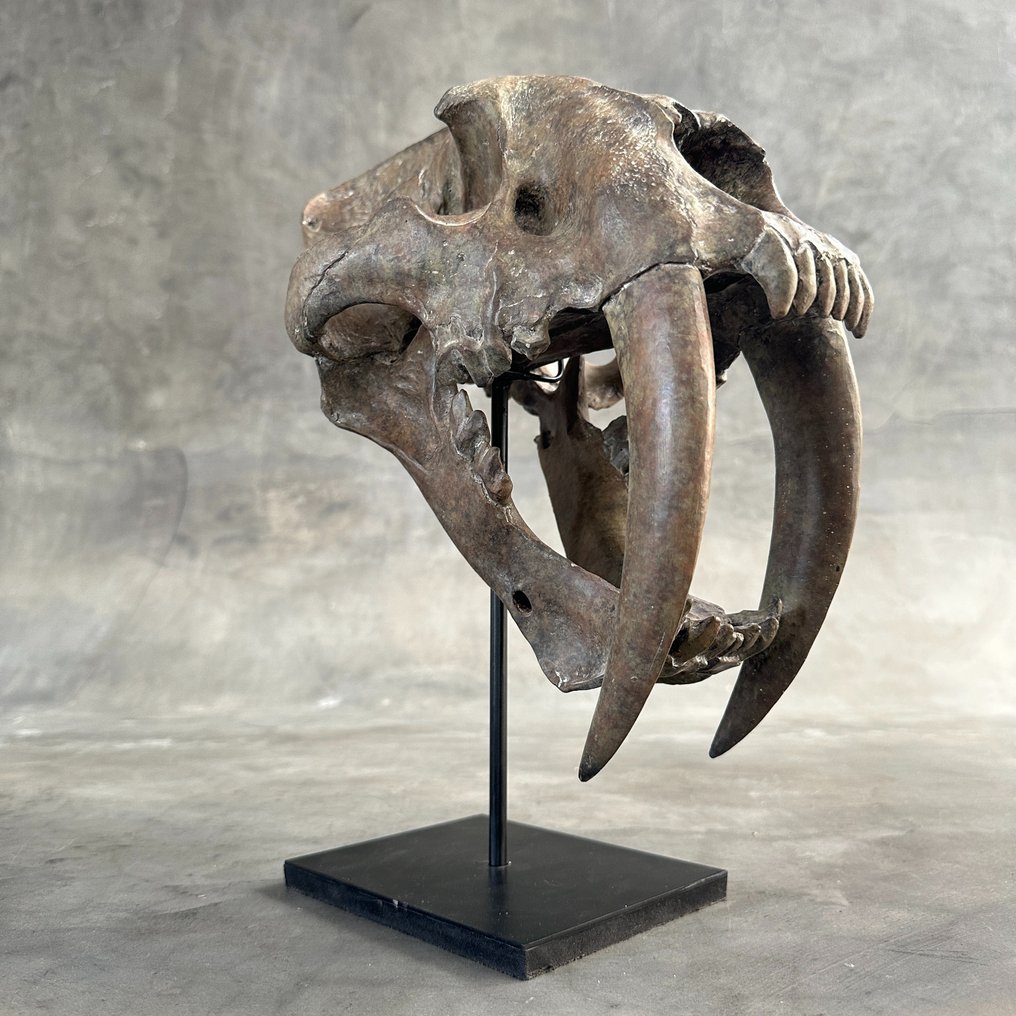 EI VARAUSHINTA - Replica Saber Tooth Skull mukautetussa telineessä - Museolaatu - Ruskea väri - Täytettyjen eläinten jäljennöspidike - Smilodon - 34 cm - 20 cm - 32 cm #1.1