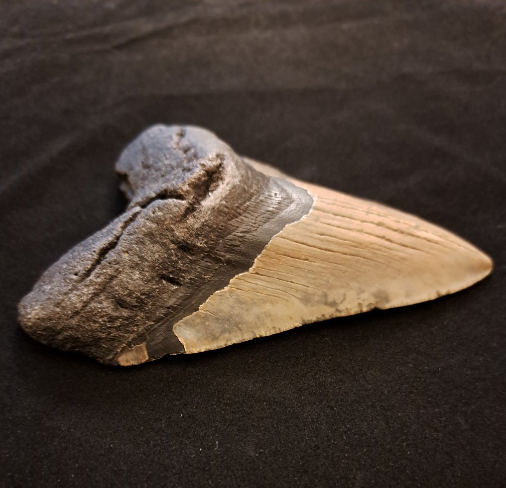 巨齿鲨 - 牙齿化石 - large robust Carcharocles (Otodus) megalodon - 13.2 cm - 9.5 cm #1.3
