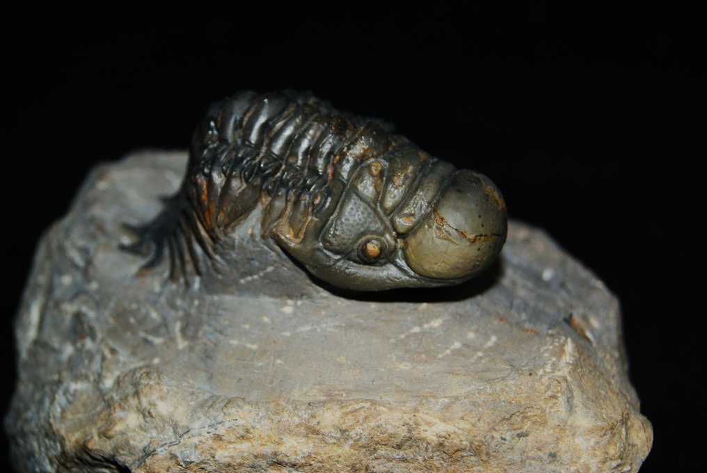 高质量 - 动物化石 - Crotalocephalus Gibbus #2.2