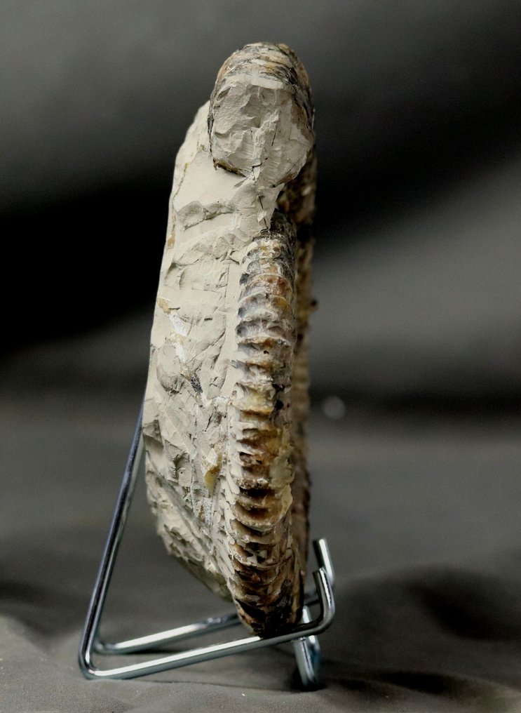 巨大而杰出 - 动物化石 - Aegorioceras raricostatus - 15 cm #2.1
