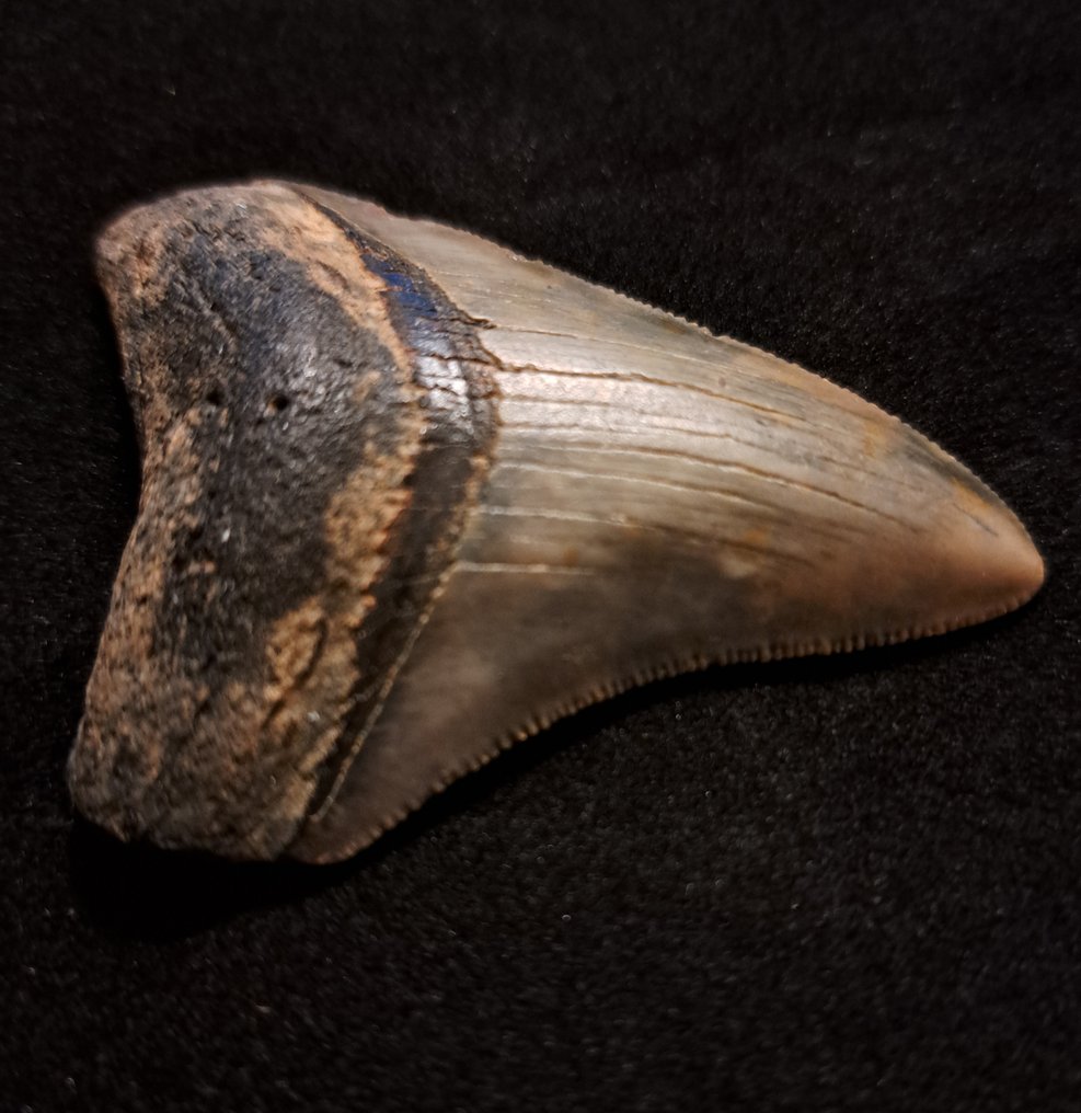 Megalodon - Dente fóssil - USA MEGALODON TOOTH - 6.7 cm - 4.7 cm #1.2