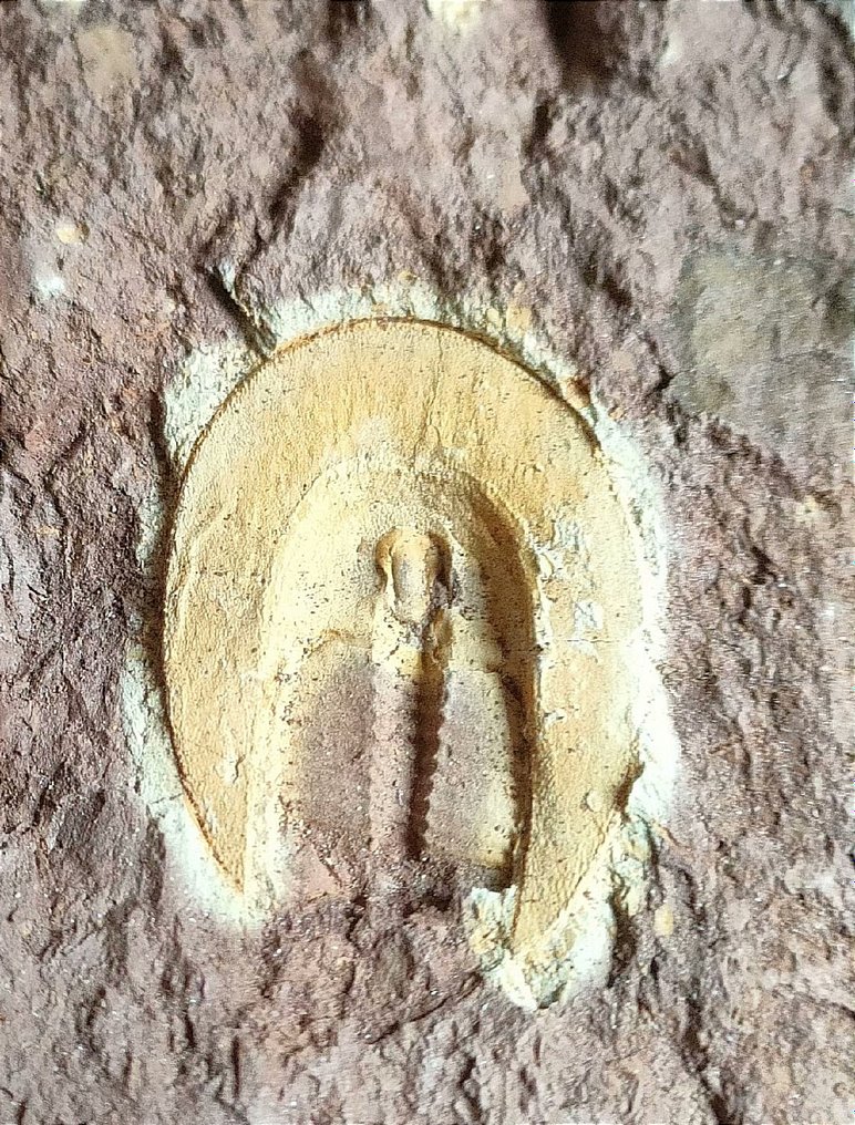 Et spesielt par insekter - Fossile dyr - Harpetida - 13 cm - 12 cm #2.2