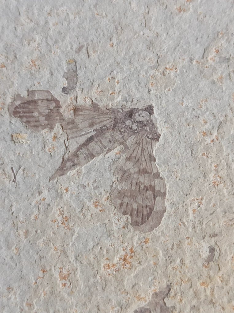 Hermosa matriz de pareja - Animal fosilizado - kalligrammatids-"Jurassic butterfly" - 15 cm - 8 cm #2.2