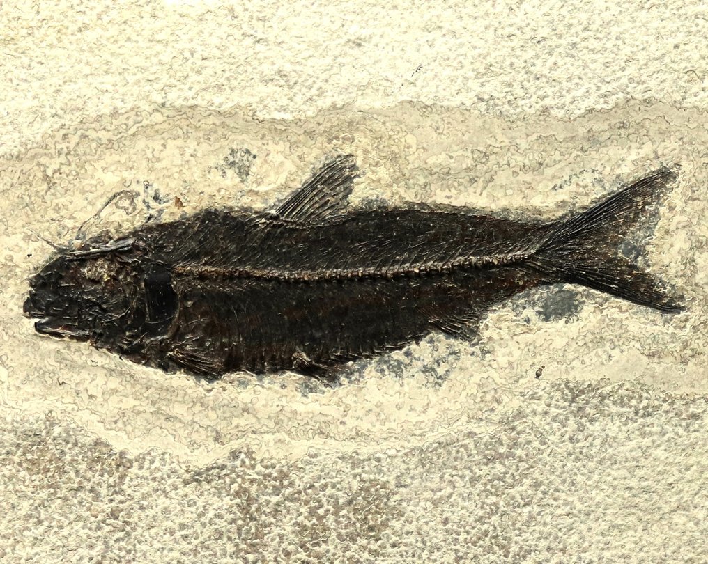 Außergewöhnlicher fossiler Fisch – Museumsqualität – sichtbare Schuppen - Tierfossil - Knightia eocena ( 14.5 cm !!!! ) - 25 cm - 18.3 cm #2.2