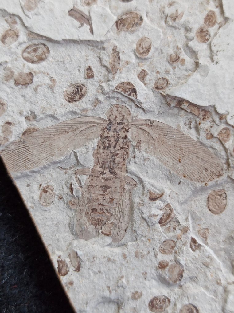 Frumoasă matrice de pereche - Animale fosilizate - Archimylacris - 21 cm - 12 cm #1.2