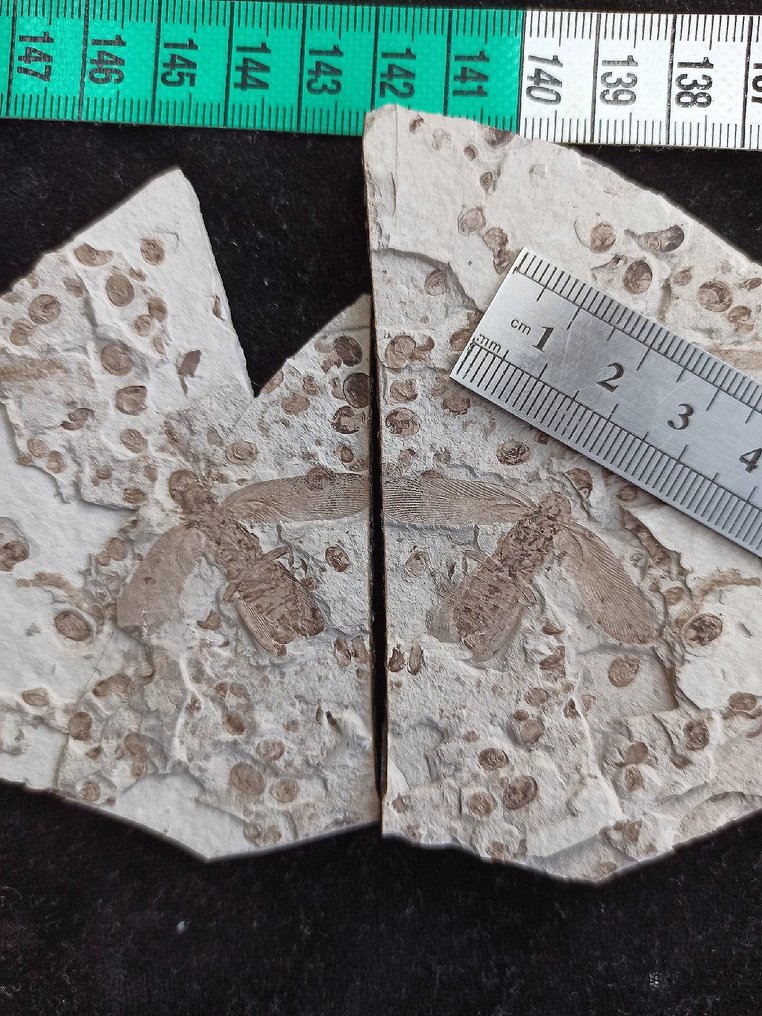 Beautiful pair matrix - Fossilised animal - Archimylacris - 21 cm - 12 cm #1.1