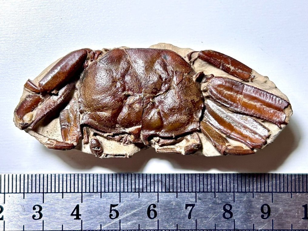 Caranguejo - Animal fossilizado - Galene bispinosa-Yangjiang - 9 cm #2.2