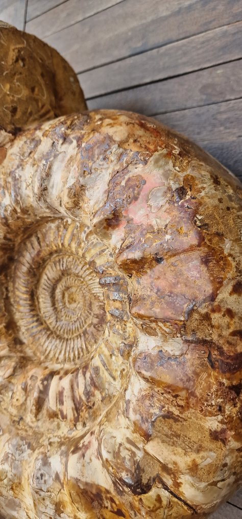 菊石亞綱 - 貝殼化石 - 43 cm #2.1