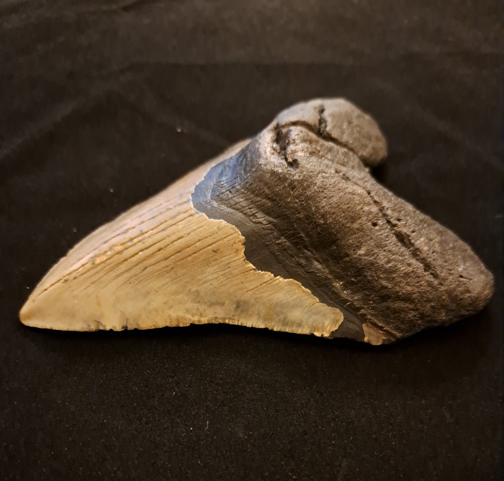 巨齿鲨 - 牙齿化石 - large robust Carcharocles (Otodus) megalodon - 13.2 cm - 9.5 cm #1.2