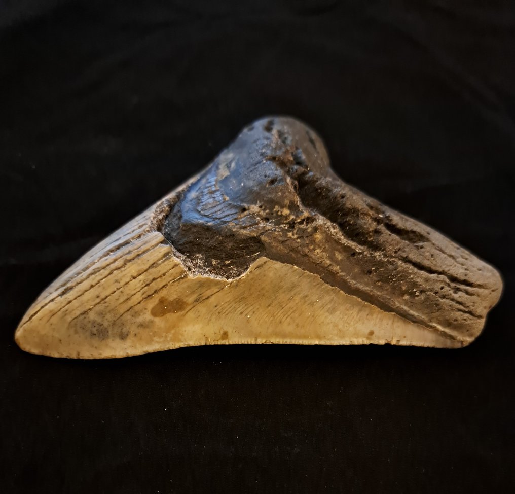 巨牙鯊 - 牙齒化石 - very heavy robust Carcharocles (Otodus) megalodon - 14 cm - 11.5 cm #2.1