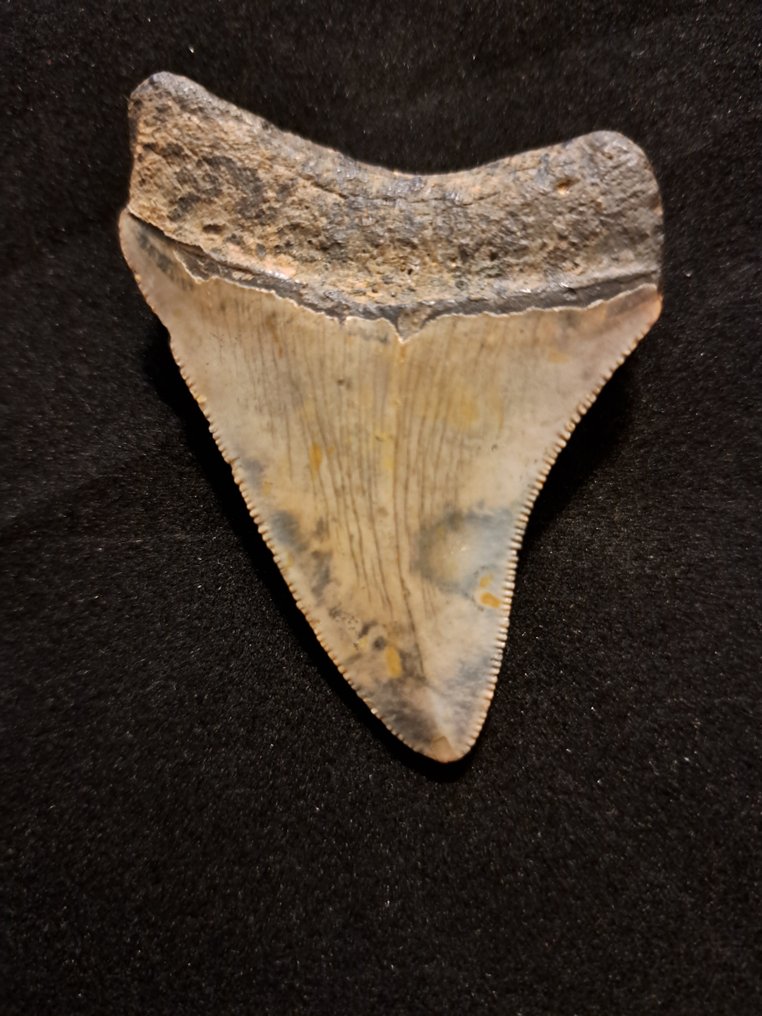 Megalodón - Diente fósil - USA MEGALODON TOOTH - 6.7 cm - 4.7 cm #2.1