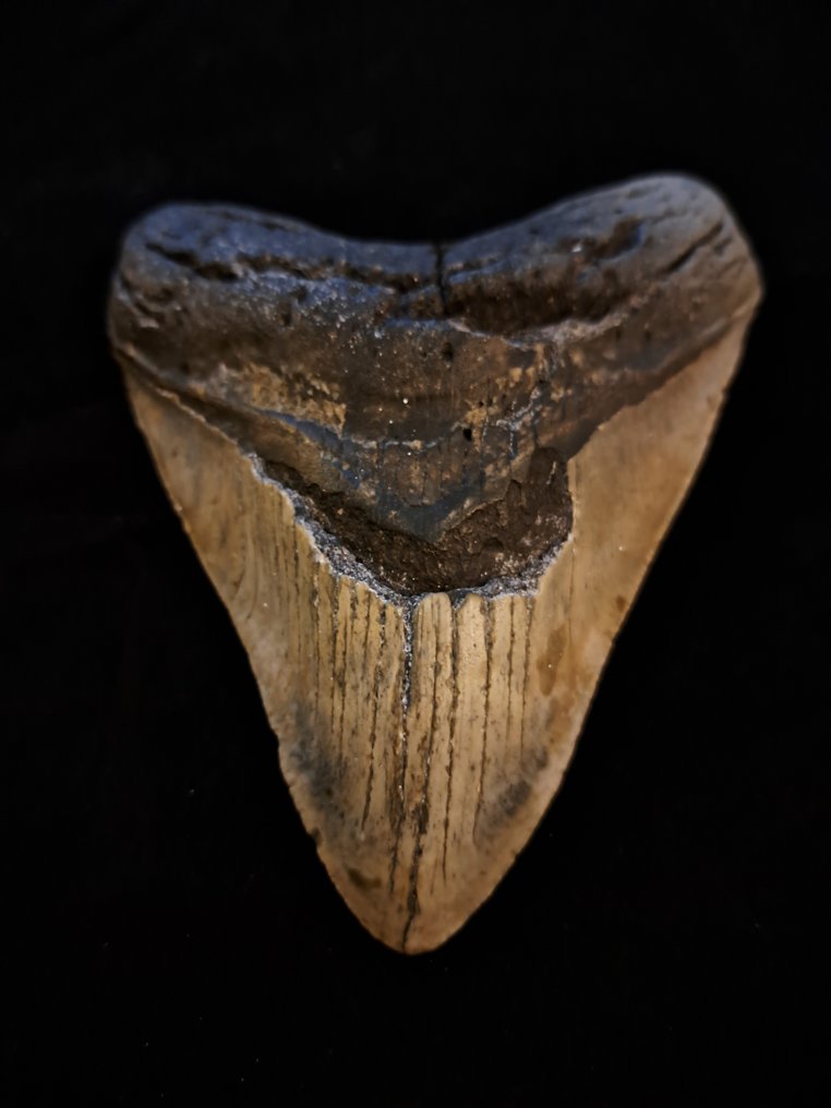 巨齿鲨 - 牙齿化石 - very heavy robust Carcharocles (Otodus) megalodon - 14 cm - 11.5 cm #1.2