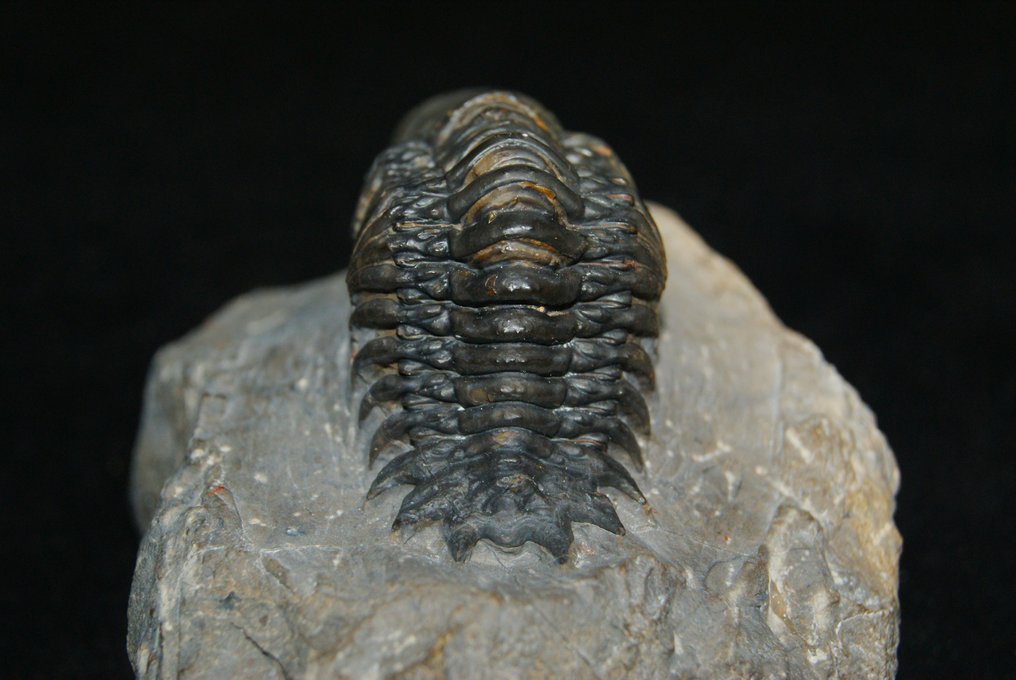 高质量 - 动物化石 - Crotalocephalus Gibbus #3.2