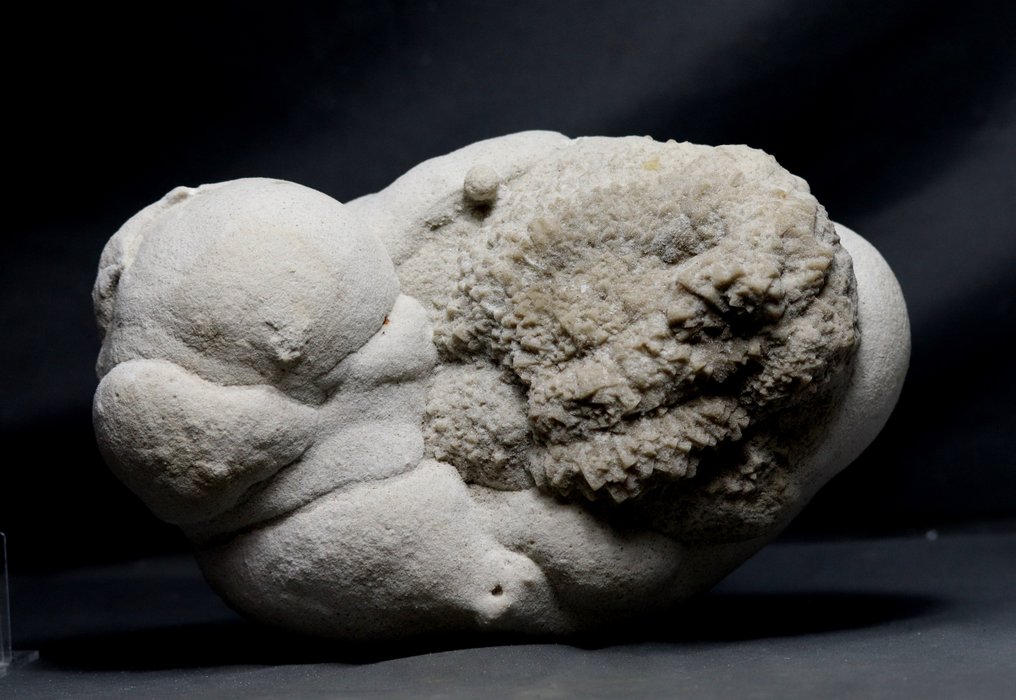 Gogotte fino - semelhante a um animal - Animal fossilizado - Gogotte - 29 cm - 18 cm #2.2